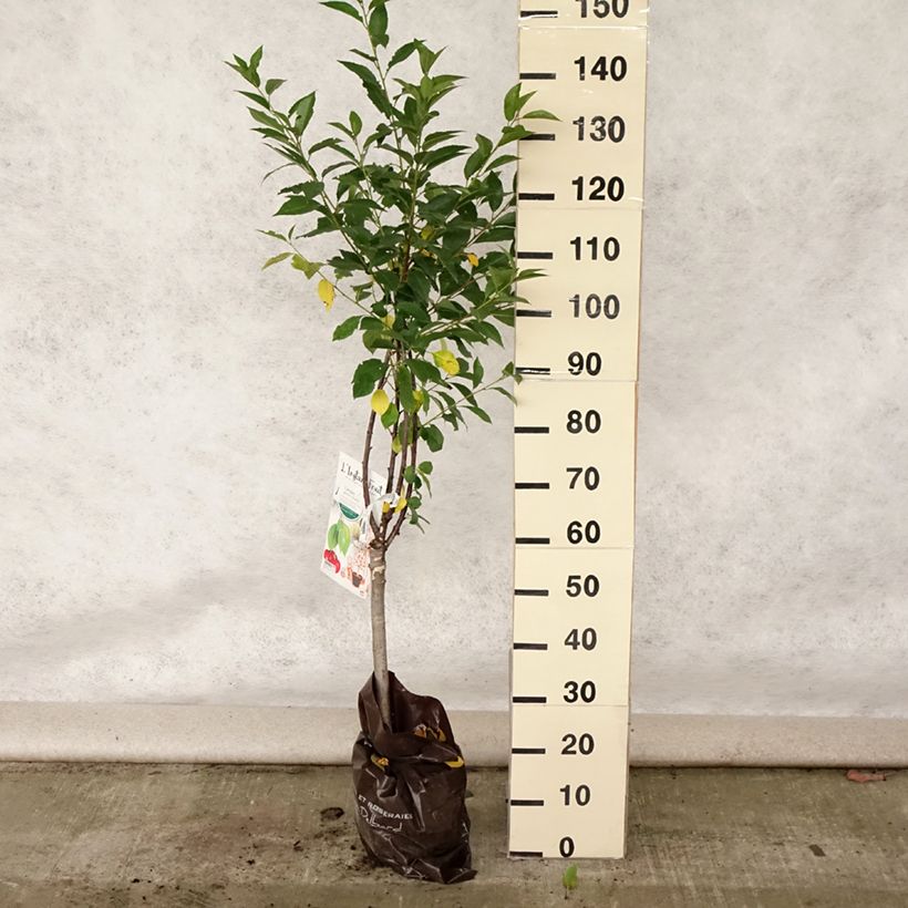 Exemplar von Cerisier nain Griotella - Georges Delbard Motte Prêt-à-planter 1/4 de tige wie im Sommer geliefert