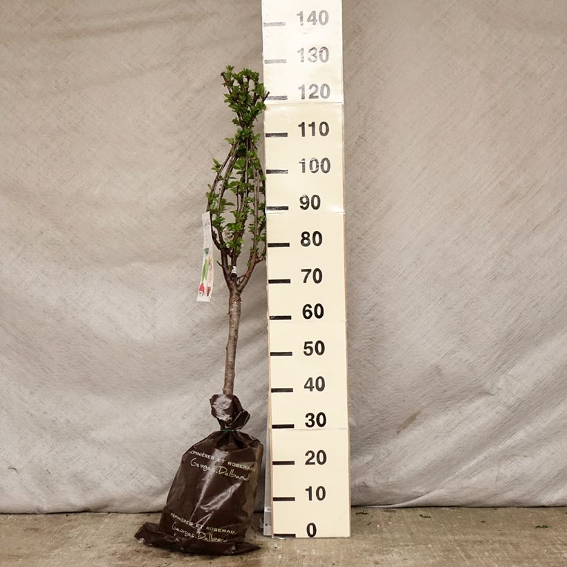 Exemplar von Sauerkirsche Maynard - Prunus cerasus Plug "Fertig-zum-Pflanzen", 1/4 Stängel wie im Frühjahr geliefert