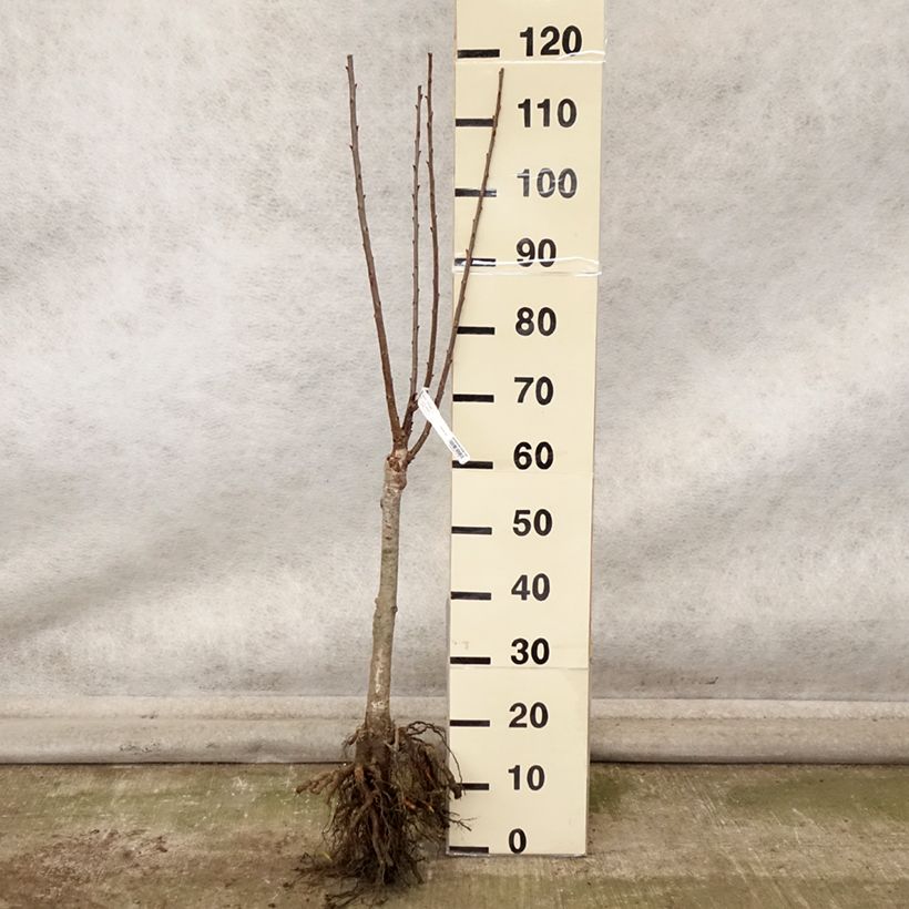 Example of Sauerkirsche Maynard - Prunus cerasus Wurzelnackt, 1/4 Stängel as you get in automne