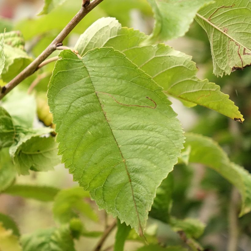 Süßkirsche Piemont - Prunus avium (Foliage)