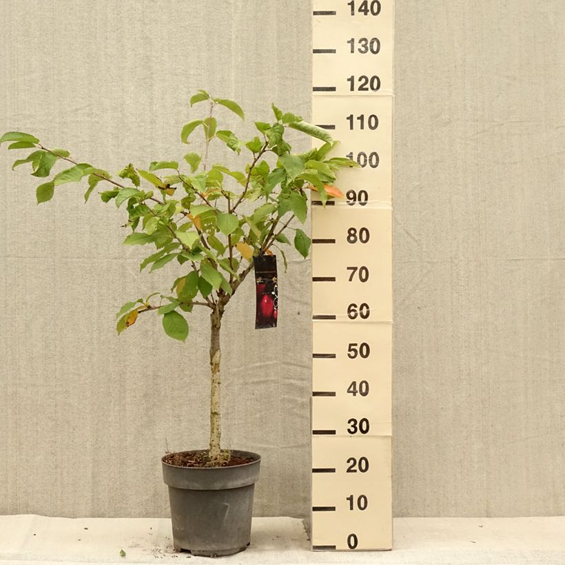 Example of Süßkirsche Piemont - Prunus avium Topf mit 7,5L/10L as you get in ete