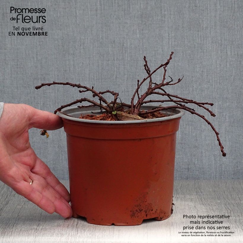 Example of Zierpfirsich Depressa - Prunus pumila Topf mit 2L/3L as you get in automne