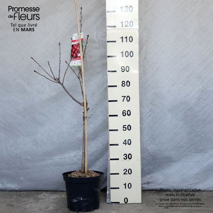 Exemplar von Sauerkirsche Rainier - Prunus cerasus Topf mit 7,5L/10L, Gobelet-Form wie im Frühjahr geliefert