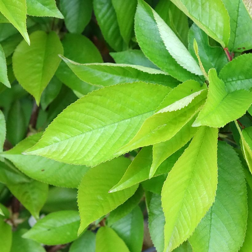 Sauerkirsche Rainier - Prunus cerasus (Foliage)