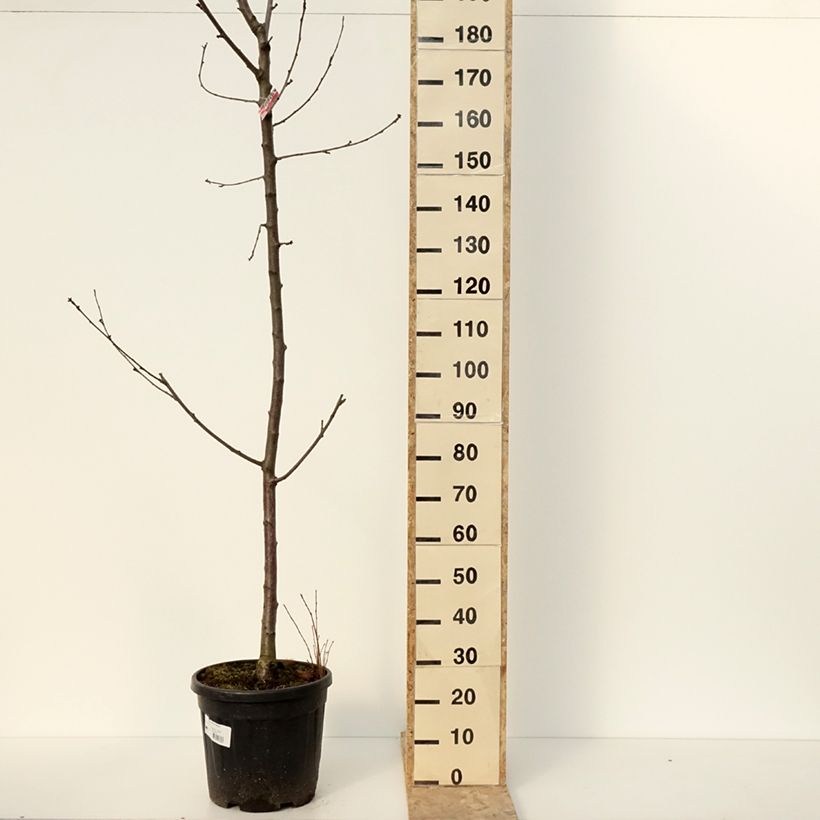Example of Süßkirsche Regina - Prunus avium Topf mit 20L/25L, Halbstamm as you get in hiver
