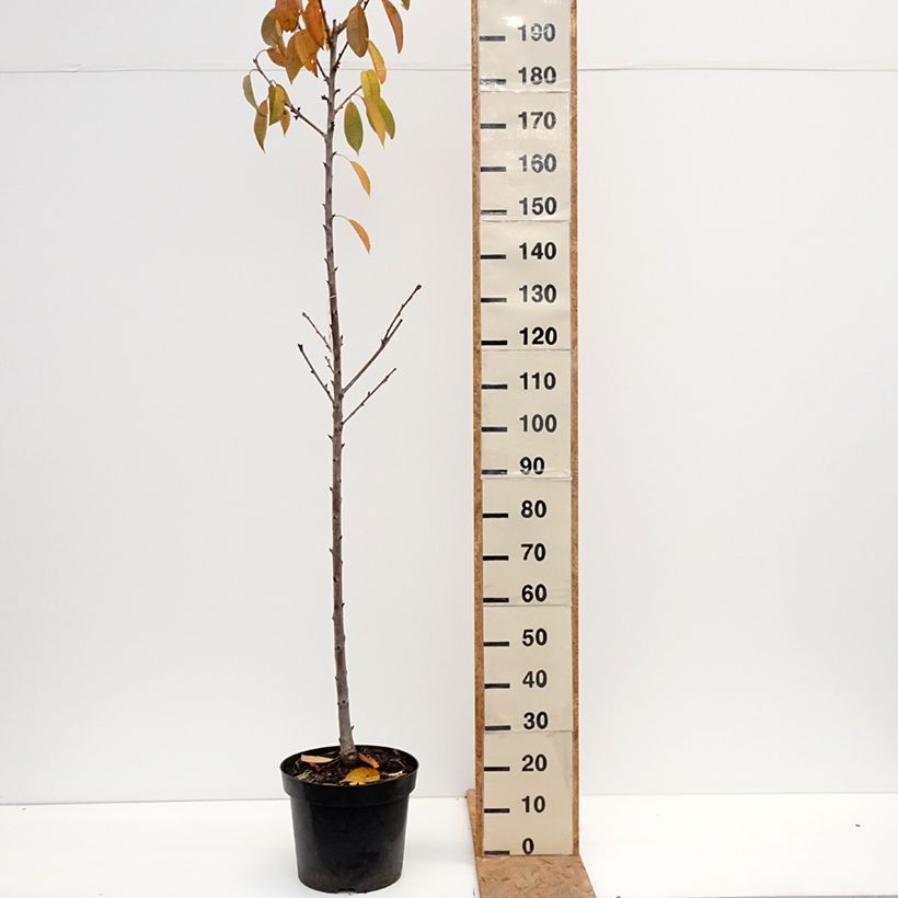 Exemplar von Süßkirsche Regina - Prunus avium Topf mit 18L/20L, Halbstamm wie im Herbst geliefert