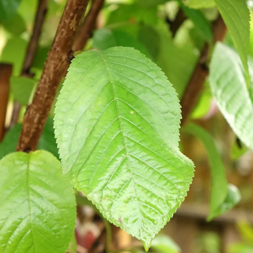 Süßkirsche Schneiders Späte Knorpelkirsche - Prunus avium (Foliage)