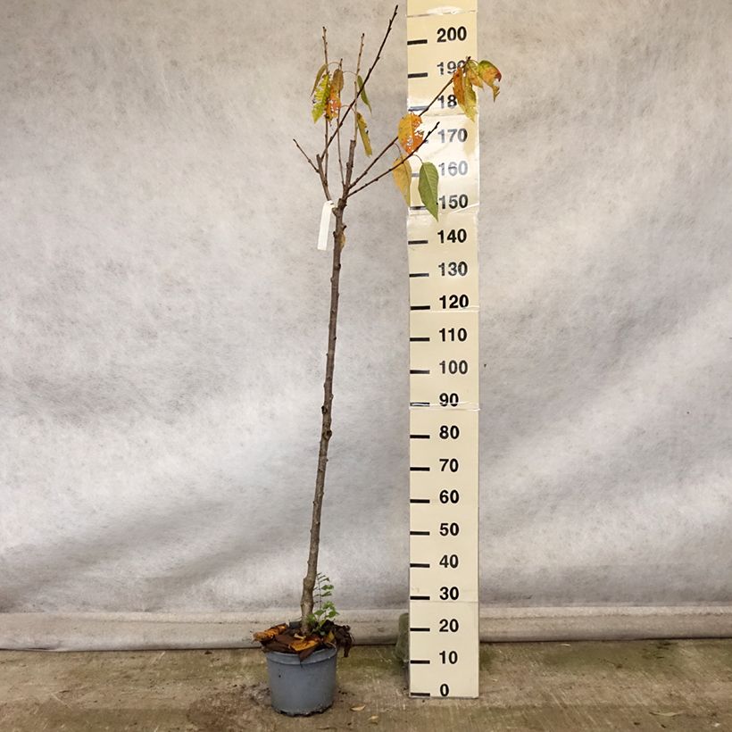Example of Süßkirsche Schneiders Späte Knorpelkirsche - Prunus avium Topf mit 7,5L/10L, Halbstamm as you get in automne