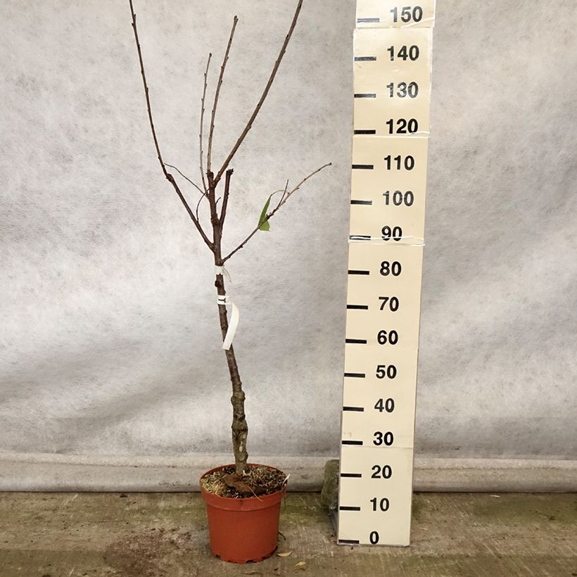 Example of Süßkirsche Schneiders Späte Knorpelkirsche - Prunus avium Topf mit 7,5L/10L, Gobelet-Form as you get in automne