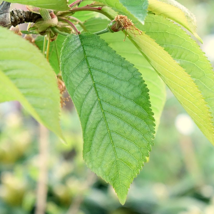 Süßkirsche Staccato - Prunus avium (Foliage)