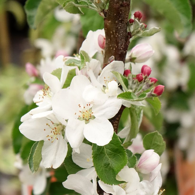 Süßkirsche Staccato - Prunus avium (Flowering)