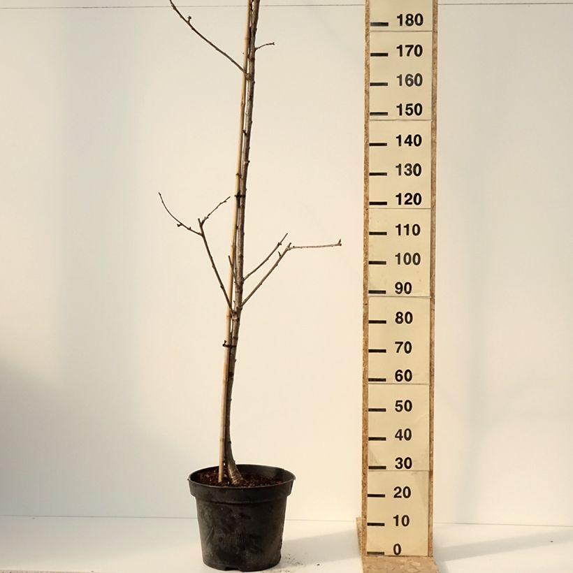 Example of Süßkirsche Staccato - Prunus avium Topf mit 20L/25L, Halbstamm as you get in hiver