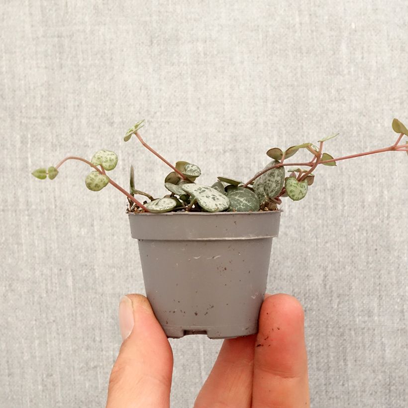 Example of Leuchterblume - Ceropegia woodii Mini-plante as you get in printemps