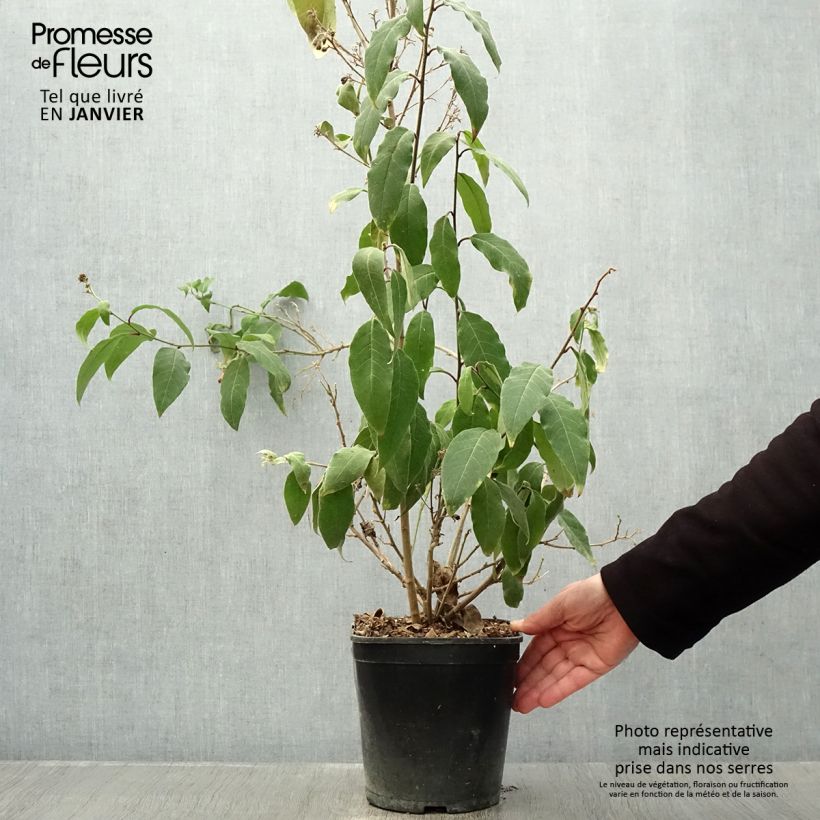 Exemplar von Cestrum elegans Rubrum - Hammerstrauch Topf mit 4L/5L wie im Winter geliefert