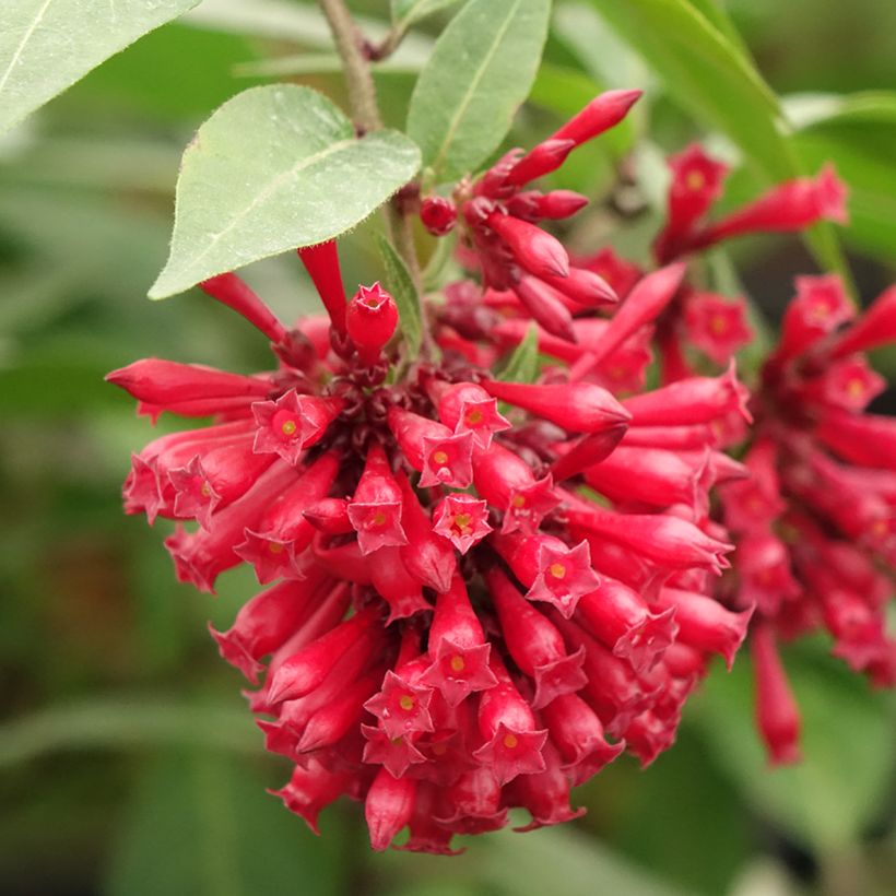 Cestrum elegans Rubrum - Hammerstrauch (Flowering)