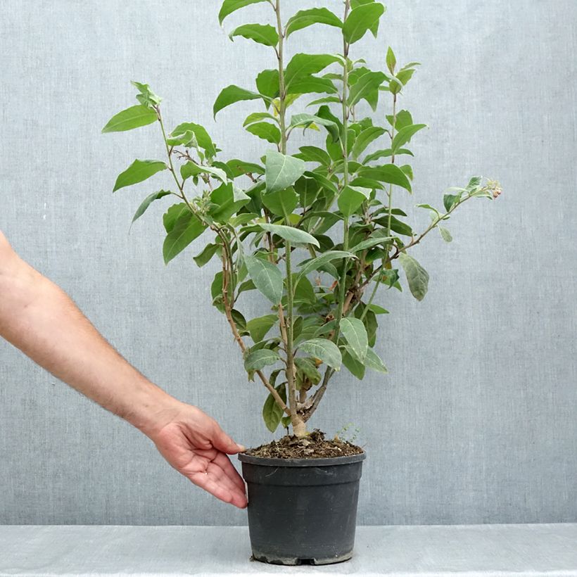 Example of Cestrum fasciculatum Newellii - Roter Hammerstrauch Topf mit 3L/4L as you get in ete