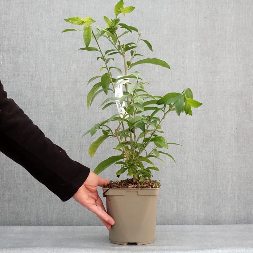 Example of Cestrum nocturnum - Hammerstrauch Topf mit 3L/4L as you get in hiver