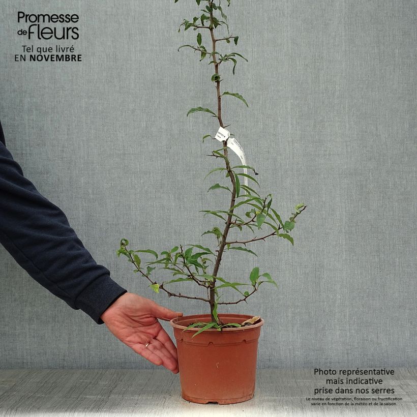 Example of Chaenomeles cathayensis - Großfrüchtige Zierquitte Topf mit 3L/4L as you get in automne