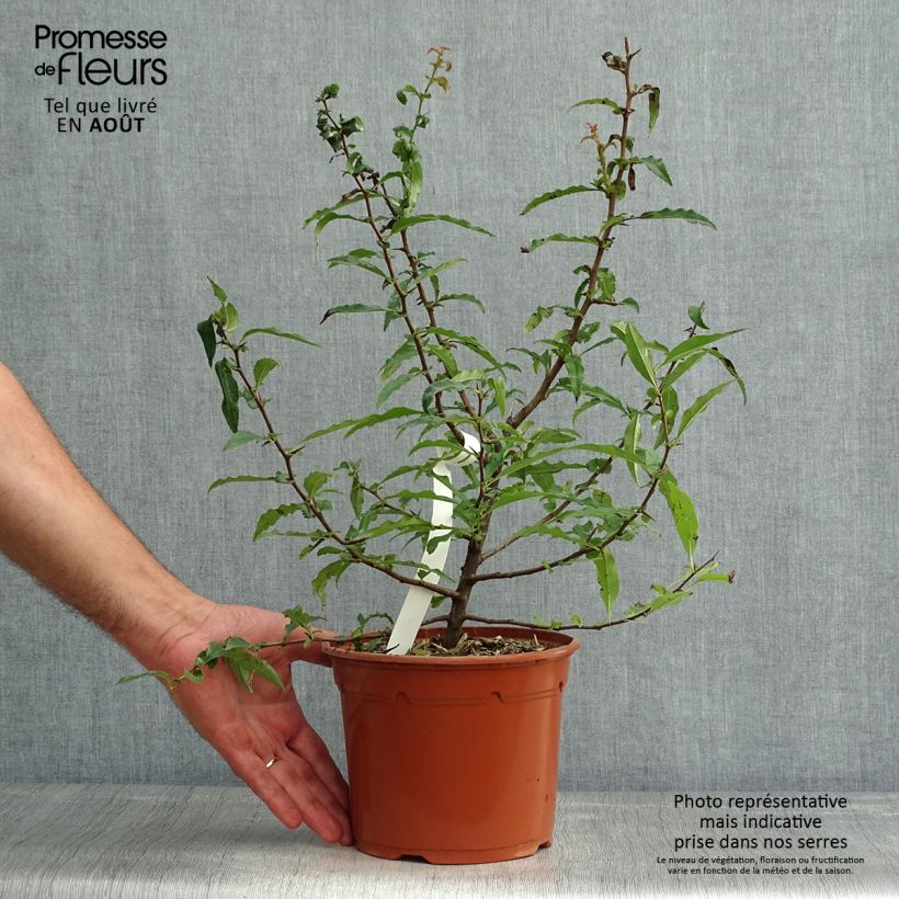 Exemplar von Chaenomeles cathayensis - Großfrüchtige Zierquitte Topf mit 3L/4L wie im Sommer geliefert