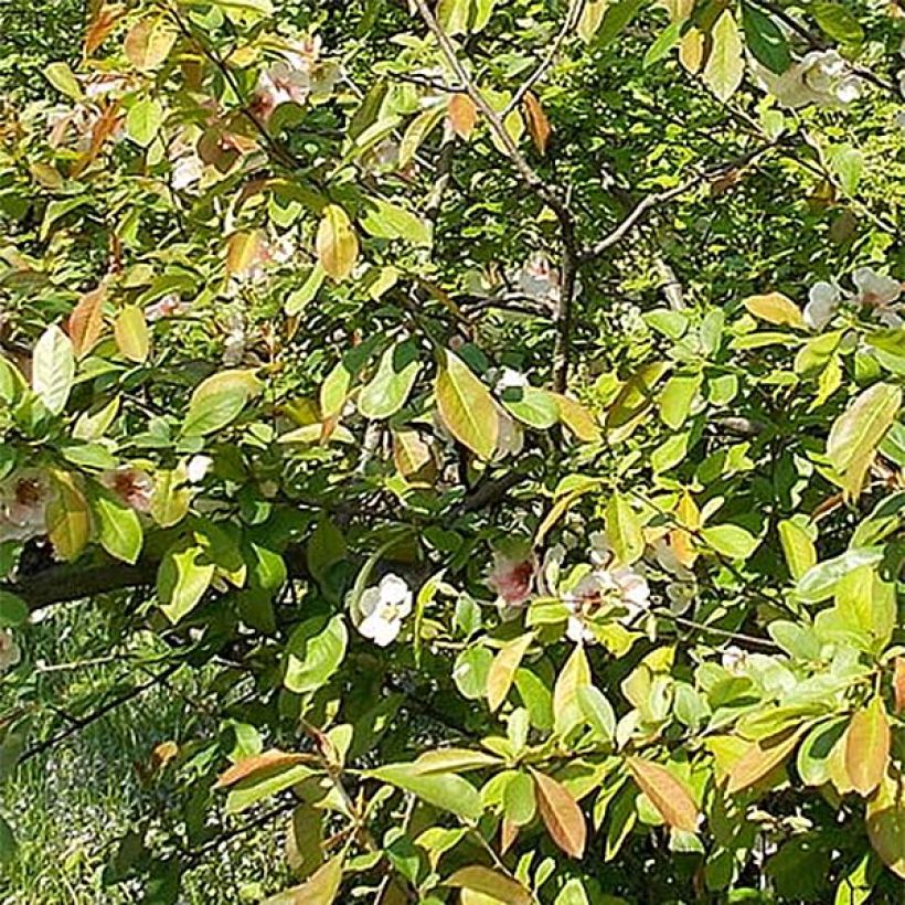 Zierquitte Falconnet Charlet - Chaenomeles speciosa (Foliage)