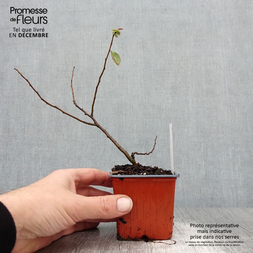 Exemplar von Zierquitte Nicoline - Chaenomeles superba Kleine Töpfe von 8/9 cm wie im Winter geliefert