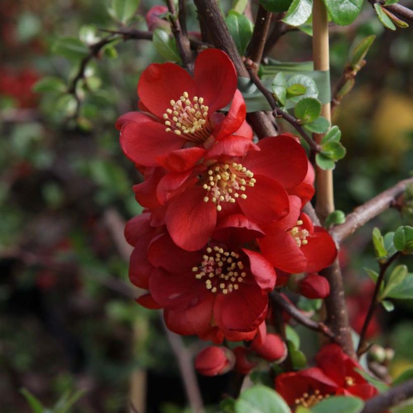 Zierquitte Elly Mossel - Chaenomeles superba (Flowering)