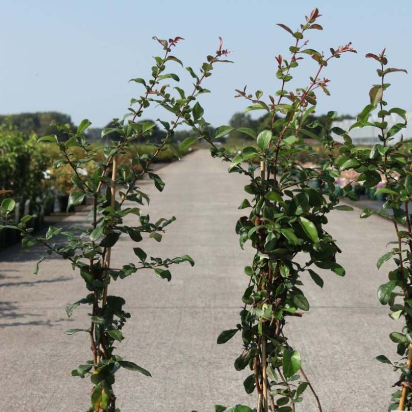 Zierquitte Elly Mossel - Chaenomeles superba (Foliage)