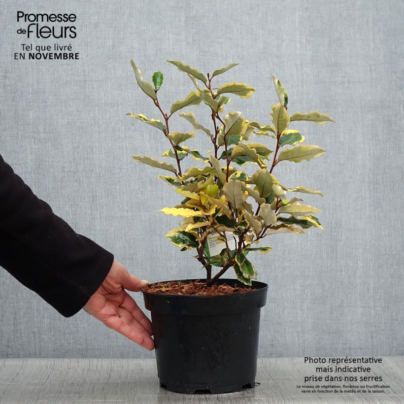 Example of Wintergrüne Ölweide Viveleg - Elaeagnus ebbingei Topf mit 3L/4L as you get in automne