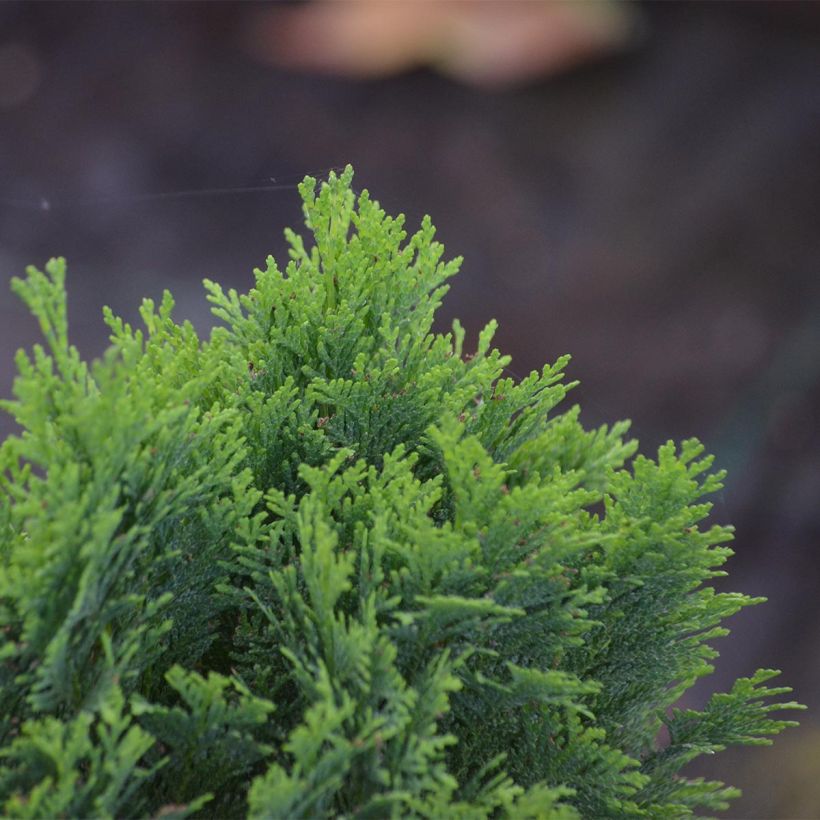 Chamaecyparis lawsoniana Minima Glauca (Foliage)