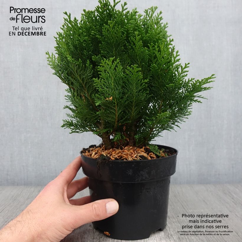 Example of Chamaecyparis lawsoniana Minima Glauca Topf mit 2L/3L as you get in automne