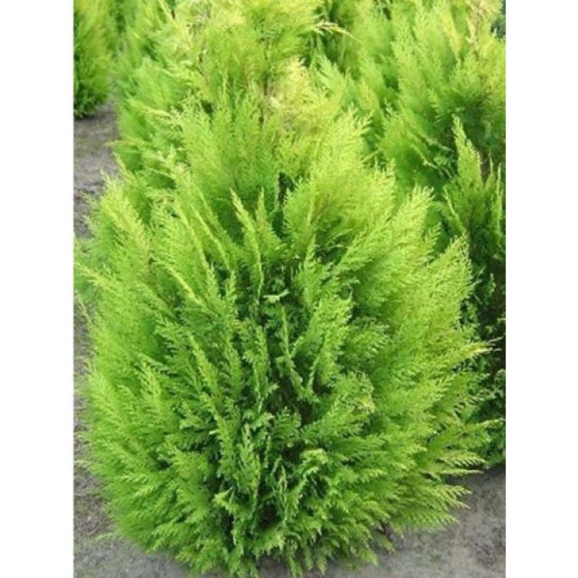 Chamaecyparis lawsoniana Alumigold (Plant habit)