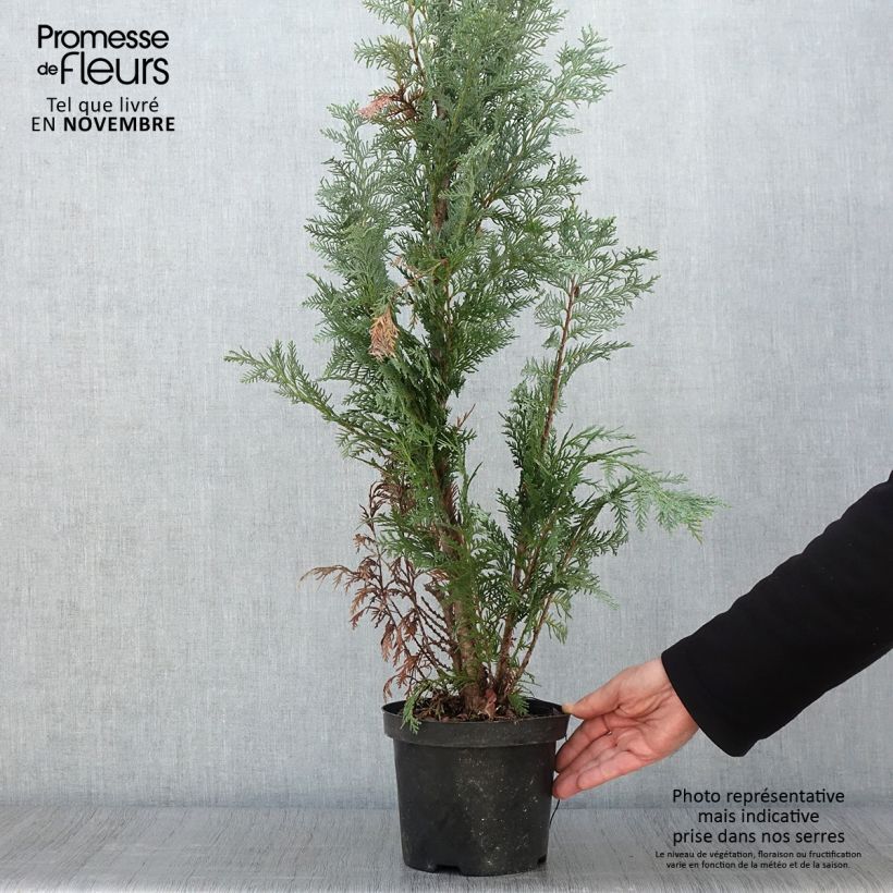 Example of Chamaecyparis lawsoniana Alumii Topf mit 3L/4L as you get in automne