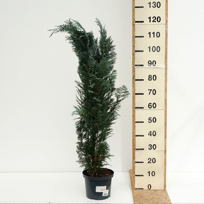 Example of Chamaecyparis lawsoniana Columnaris Topf mit 4L/5L as you get in ete