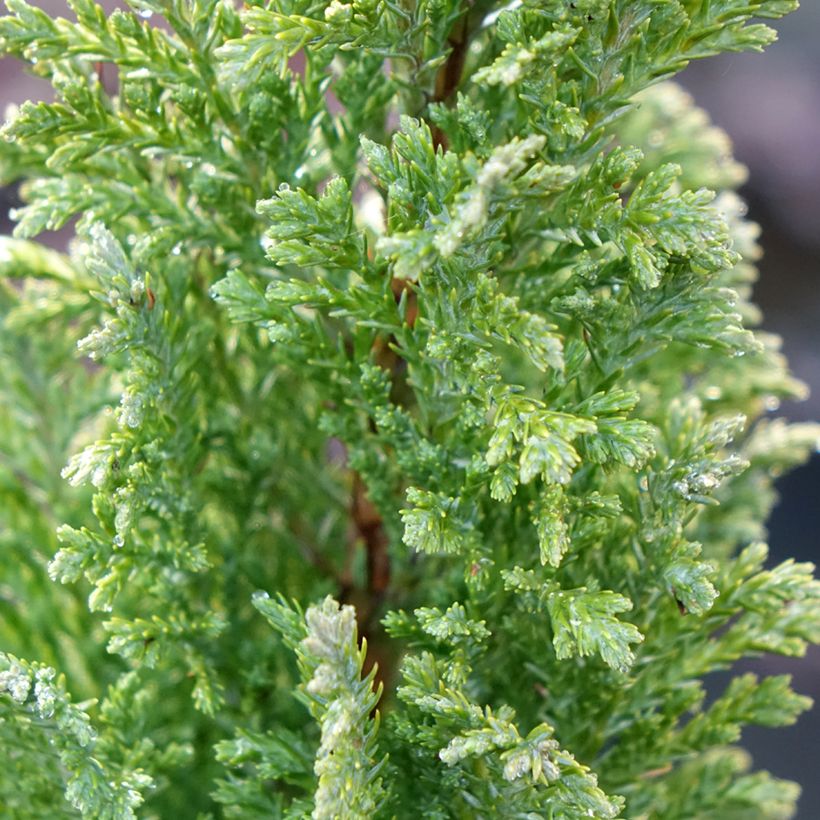 Chamaecyparis lawsoniana Elwood's Gold (Laub)