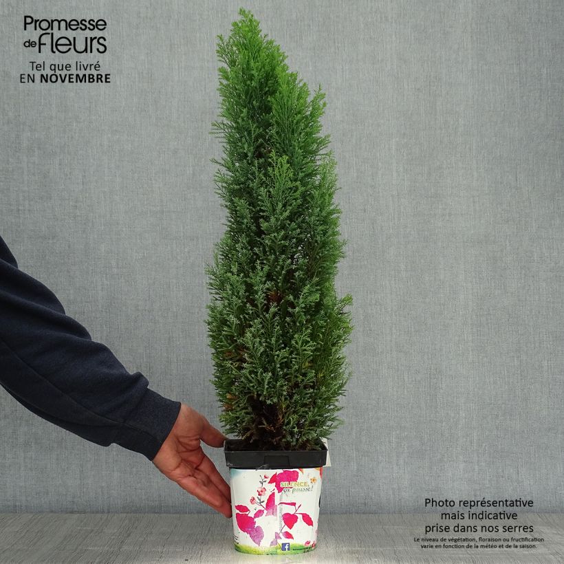 Example of Chamaecyparis lawsoniana Elwoodii Topf mit 2L/3L as you get in automne