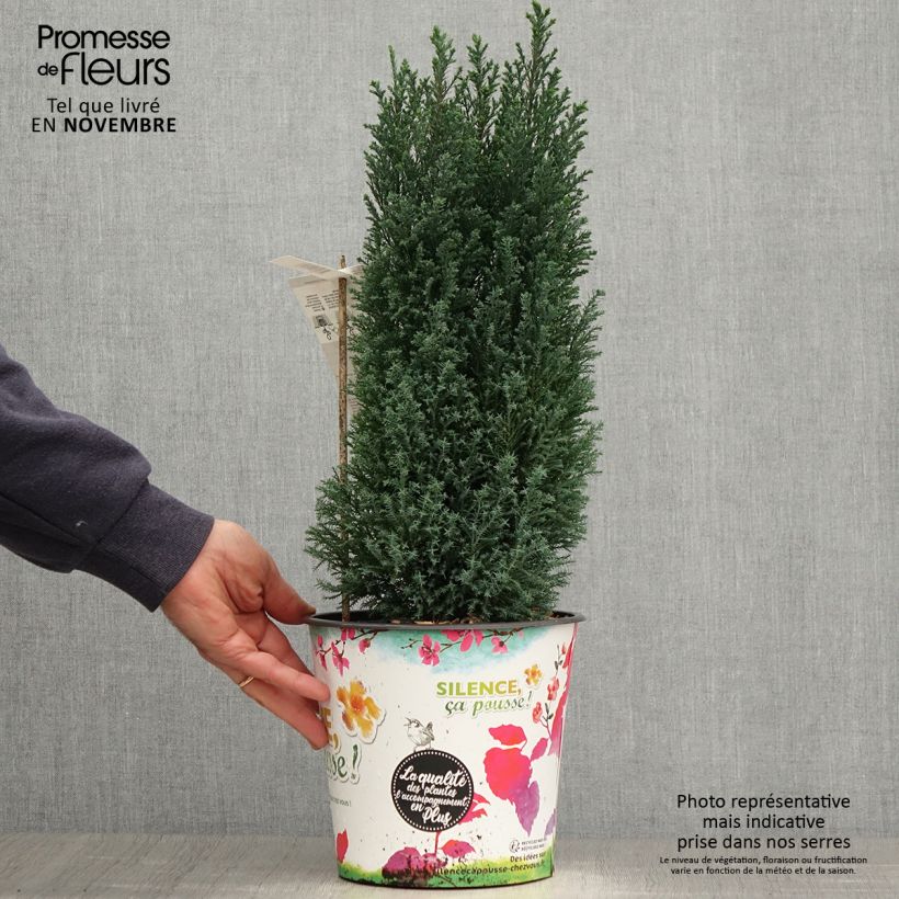 Example of Chamaecyparis lawsoniana Elwoodii Topf mit 4L/5L as you get in automne
