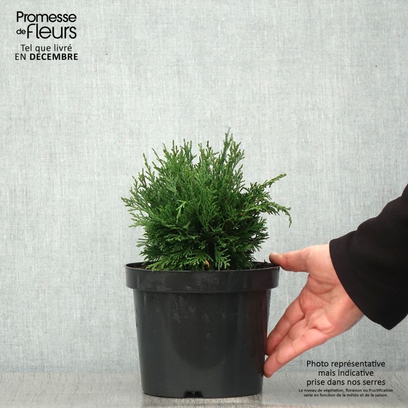 Example of Chamaecyparis lawsoniana Green Globe Topf mit 2L/3L as you get in automne
