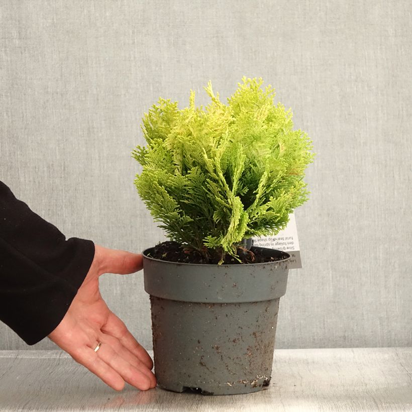 Example of Chamaecyparis lawsoniana Minima Aurea Topf mit 2L/3L as you get in automne