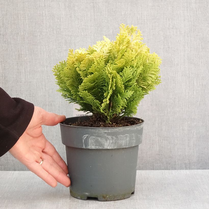 Exemplar von Chamaecyparis lawsoniana Minima Aurea Topf mit 2L/3L wie im Winter geliefert
