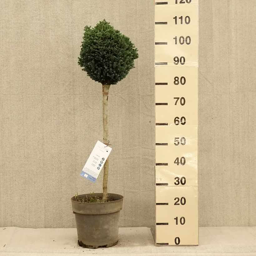 Example of Chamaecyparis lawsoniana Rimpelaar Topf mit 7,5L/10L as you get in automne