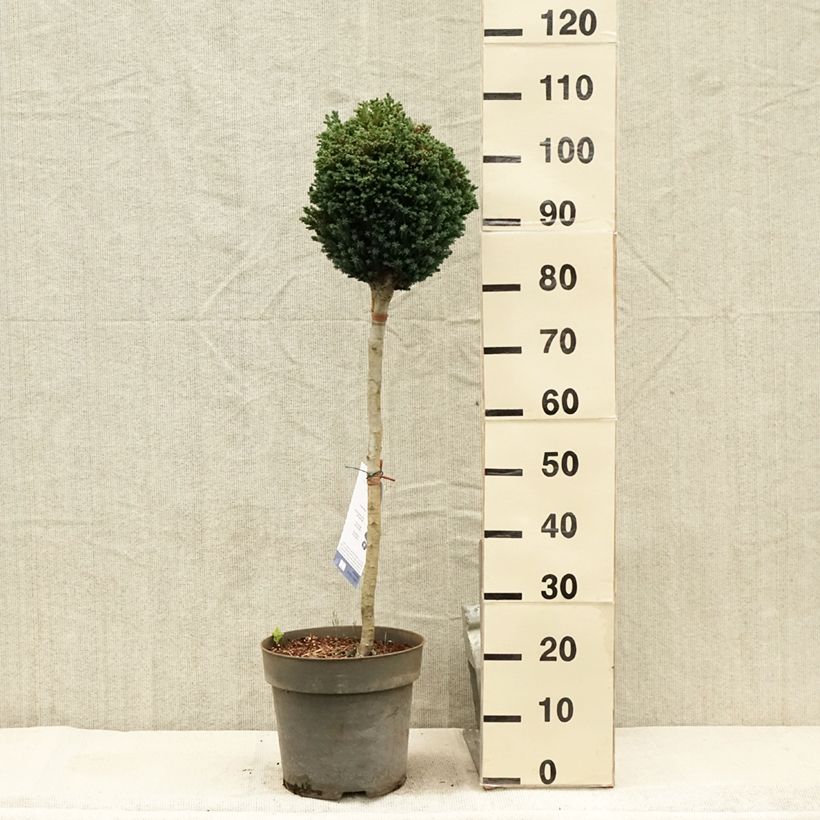 Exemplar von Chamaecyparis lawsoniana Rimpelaar Topf mit 7,5L/10L, Stamm wie im Sommer geliefert