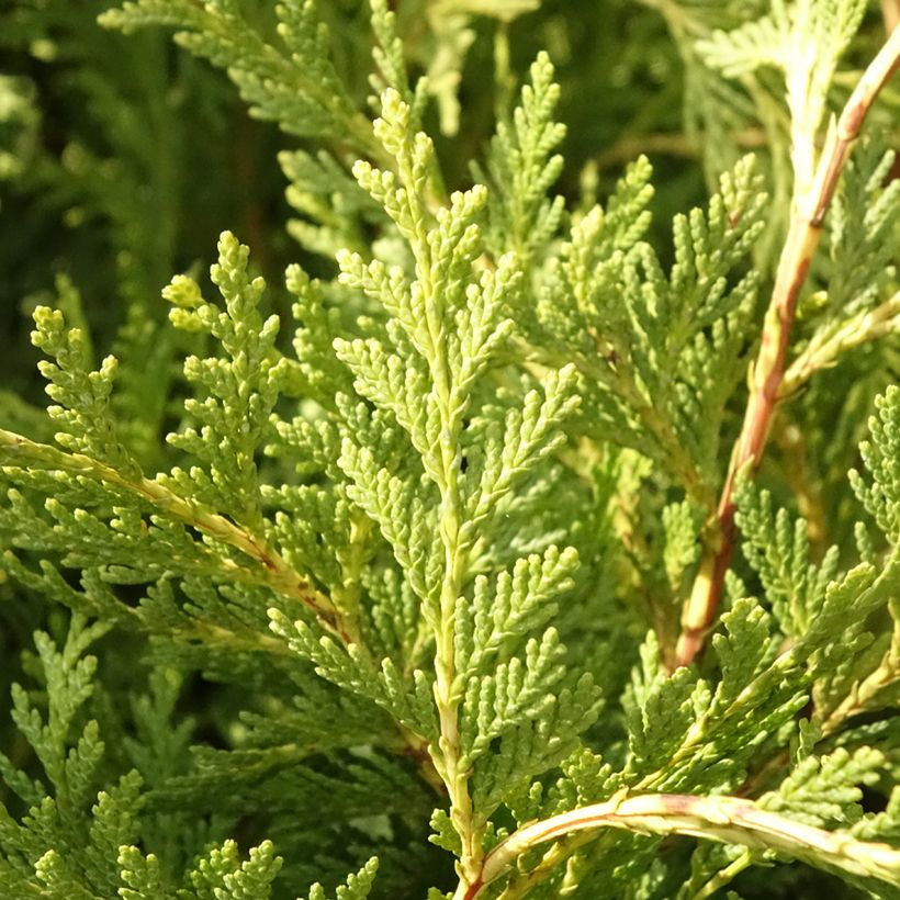 Chamaecyparis lawsoniana Sunkist (Foliage)