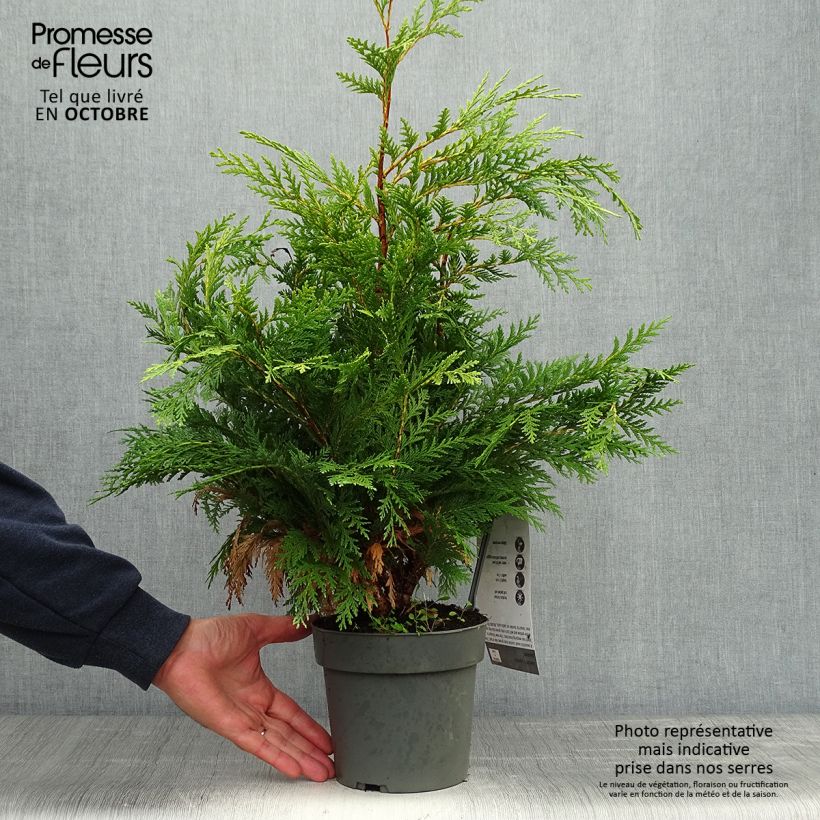 Example of Chamaecyparis lawsoniana Sunkist Topf mit 2L/3L as you get in automne