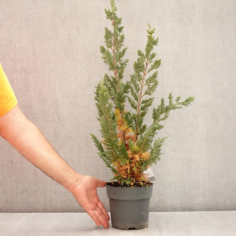 Example of Chamaecyparis lawsoniana Wissel's Saguaro Topf mit 2L/3L as you get in ete
