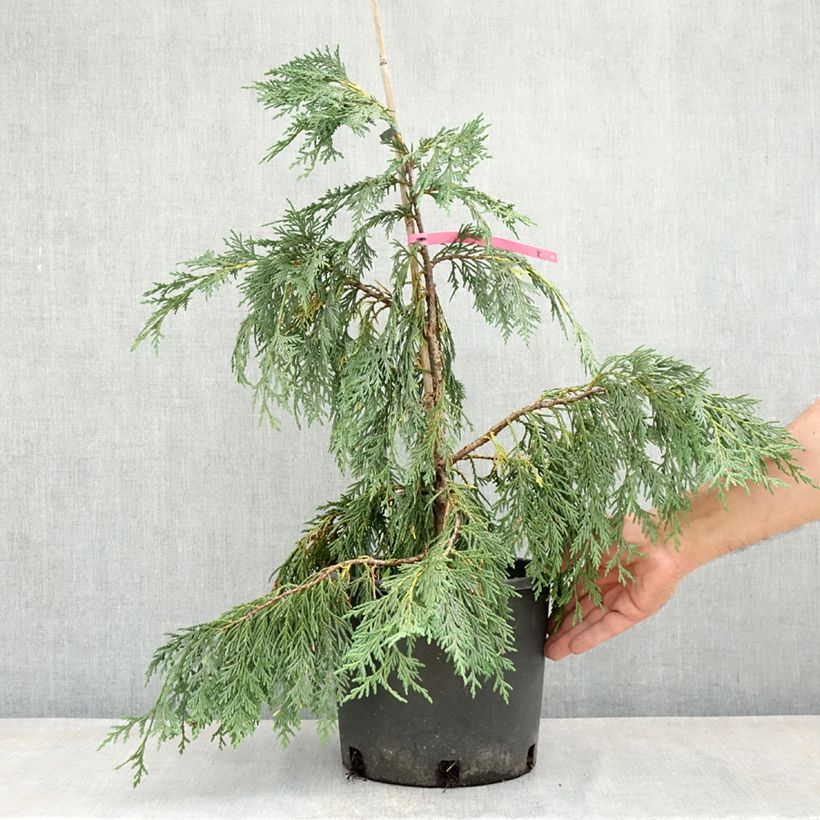 Exemplar von Chamaecyparis nootkatensis Pendula Topf mit 7,5L/10L wie im Frühjahr geliefert