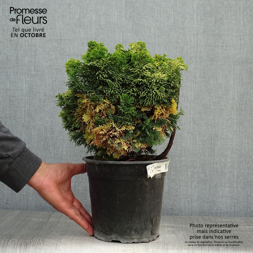 Example of Chamaecyparis obtusa Aurora Topf mit 4L/5L as you get in automne
