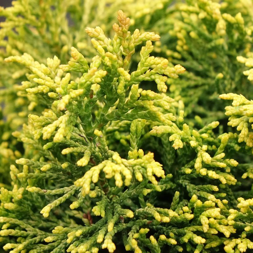 Chamaecyparis obtusa Butterball (Laub)