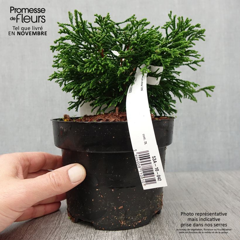 Example of Chamaecyparis obtusa Gitte Topf mit 2L/3L as you get in automne