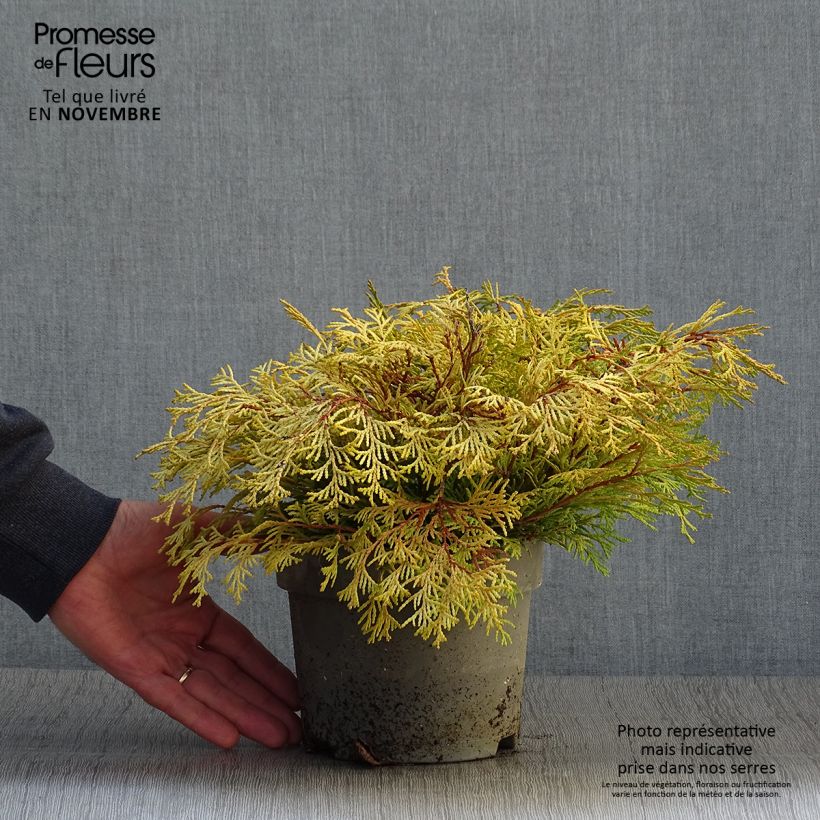 Example of Chamaecyparis obtusa Kamarachiba Topf mit 2L/3L as you get in automne