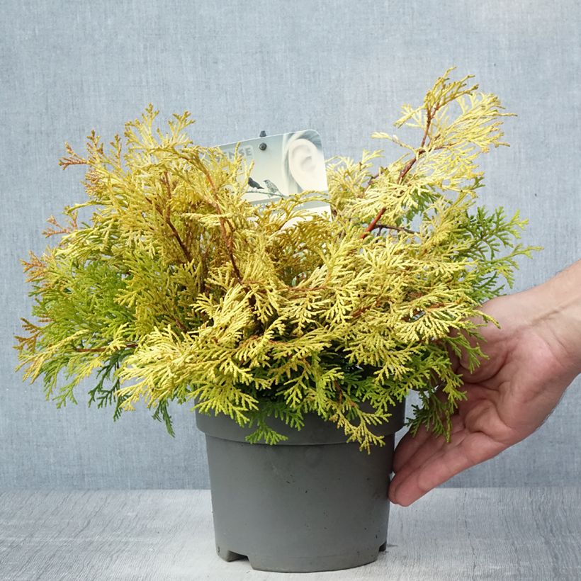 Exemplar von Chamaecyparis obtusa Kamarachiba Topf mit 2L/3L wie im Sommer geliefert
